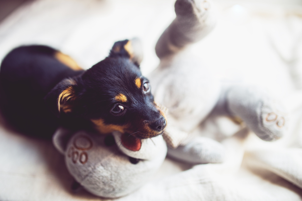 Looking for a family: One-eyed dog