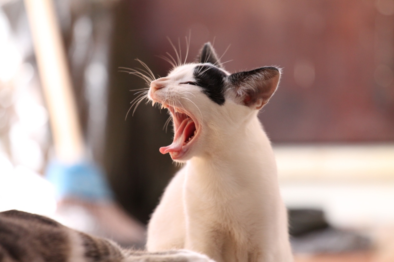 The Benefits of Yawning