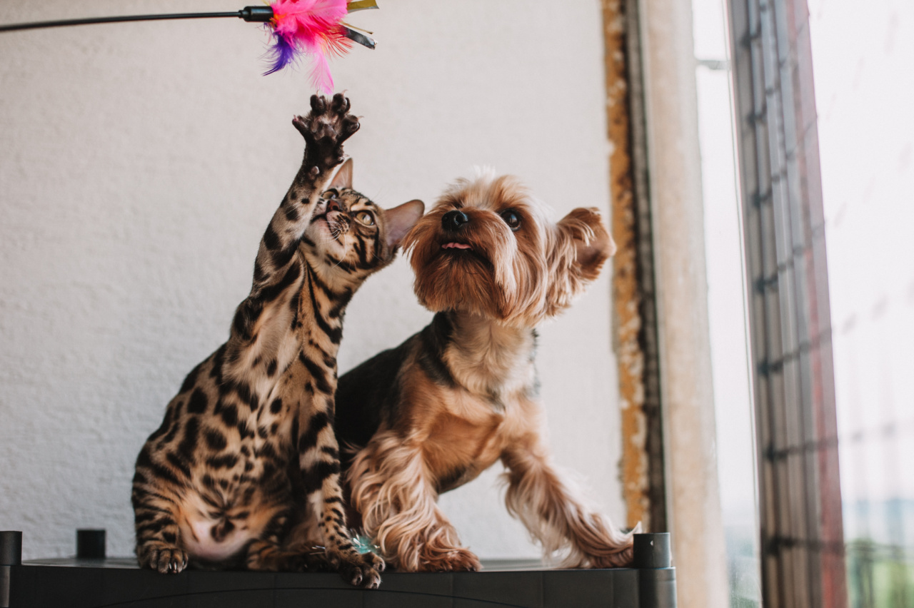 Does playing pranks on your dog lead to spoiled behavior?
