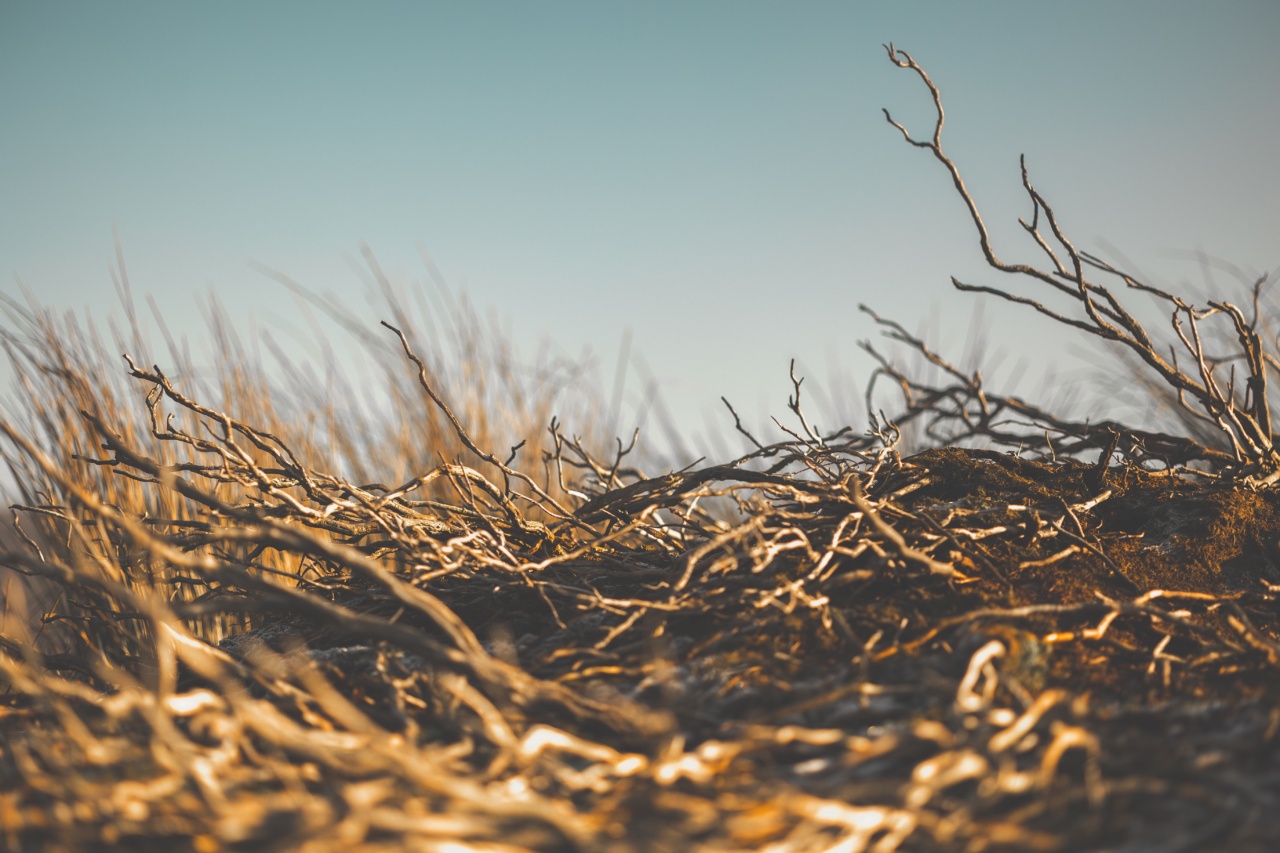 8 Natural Tips to Lower Your Cortisol Levels