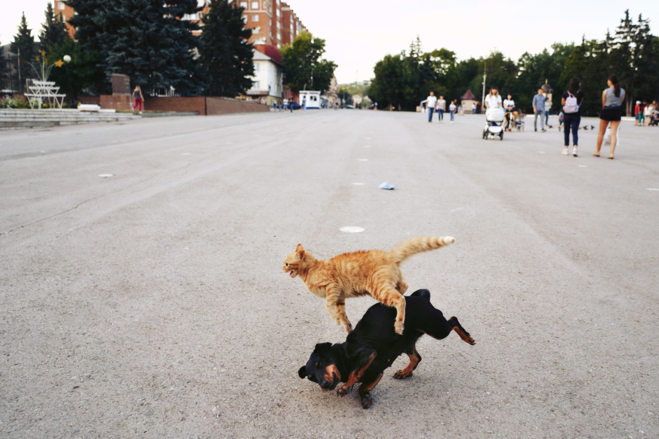 Fighting fair: Understanding dog altercations