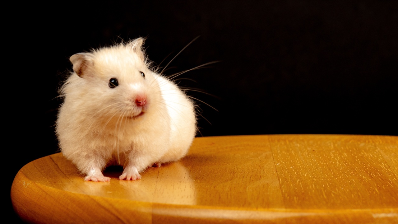 Is it okay to have a pet hamster while pregnant?