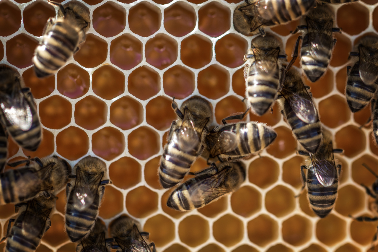 Understanding Modified Pollen in Honey