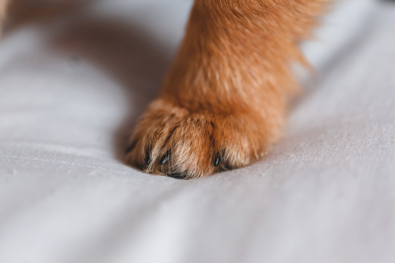 Understanding the Proper Techniques for Cleaning Your Puppy
