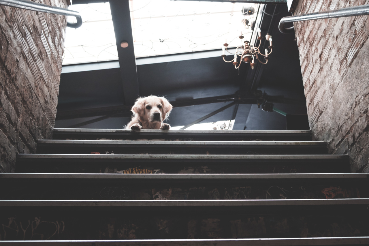 Paws & Weights: Building Muscle with Your Pet