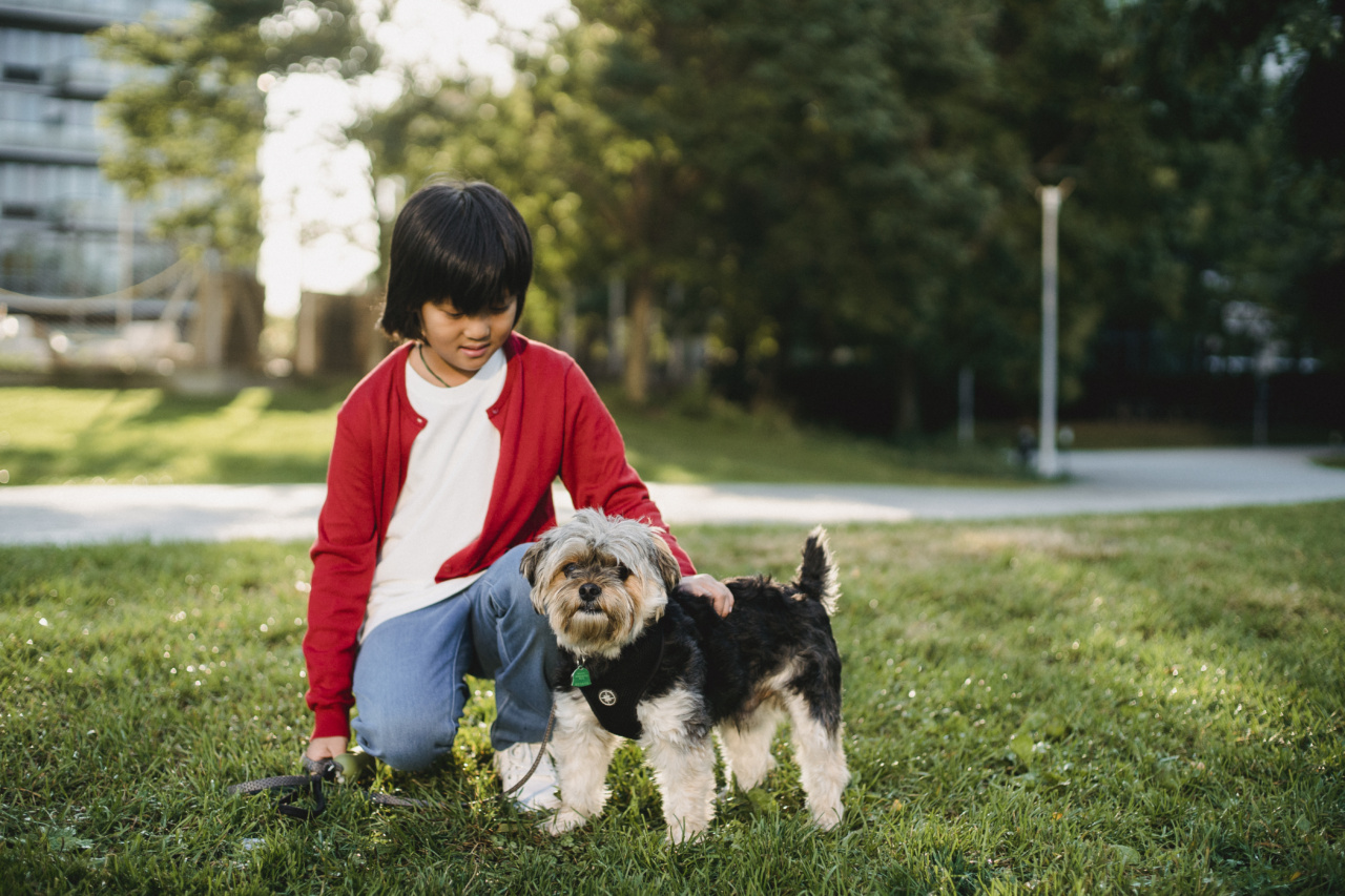 Dog – Small Griffon Vendeen: Smart, Active, Great for Children