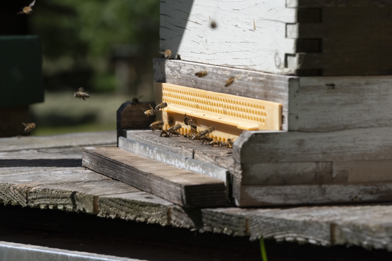 How to Properly Dispose of Stinging Insects