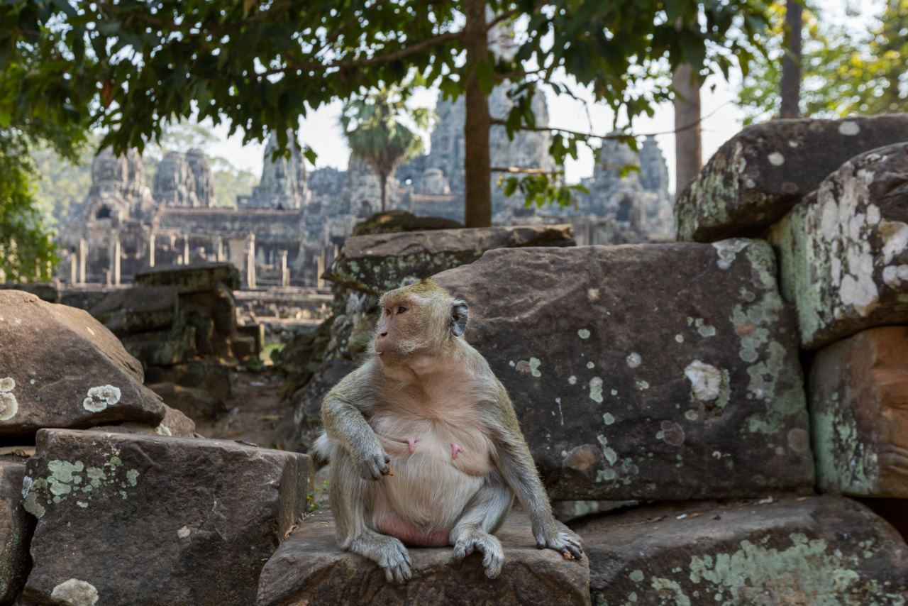 Survey finds hundreds of monkey cosmetics sold in the US
