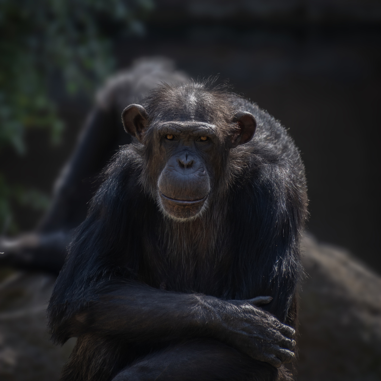Ape Place of Worship: Anticipating the Future – 4 Plausible Futures
