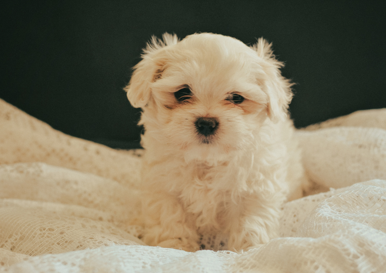 My furry therapist: How my dog helps me cope