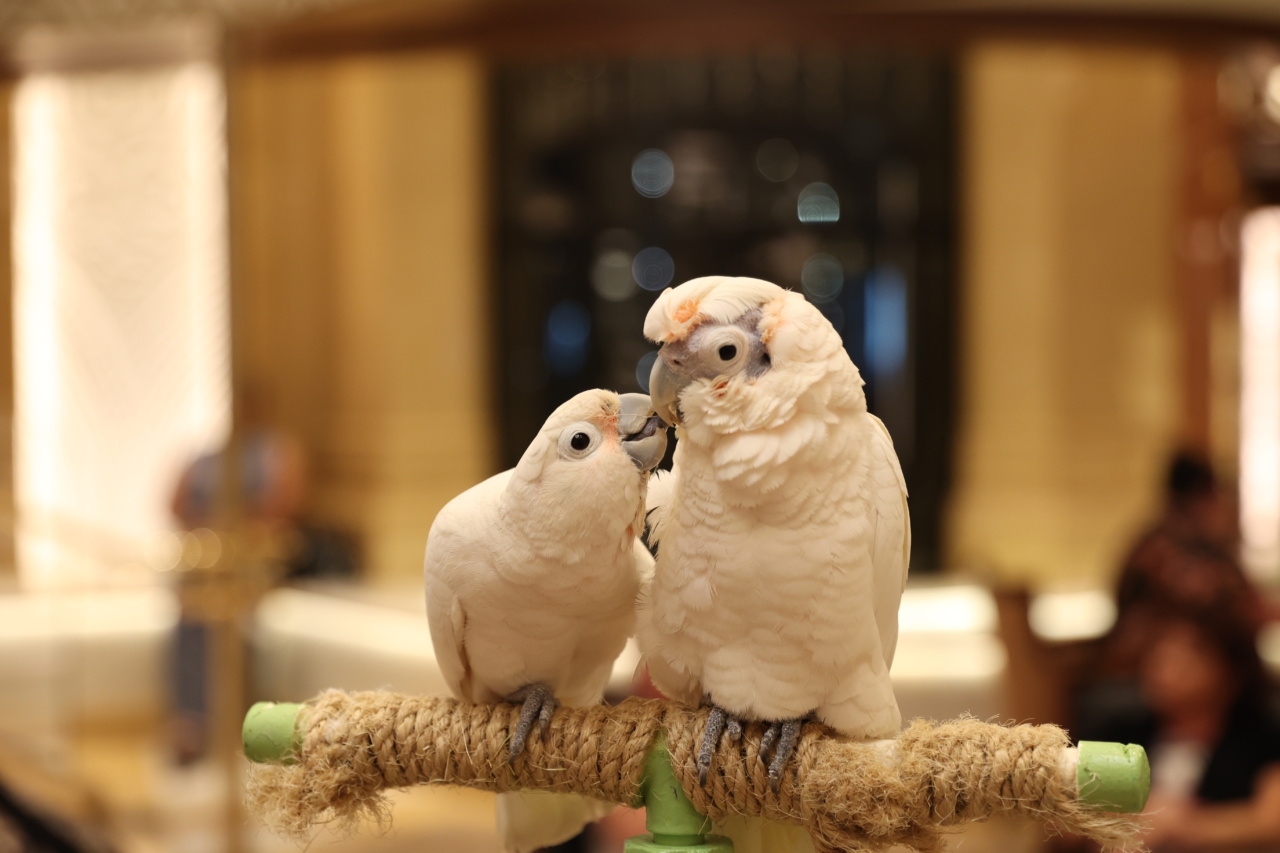 What you should know before getting budgie parrots as pets
