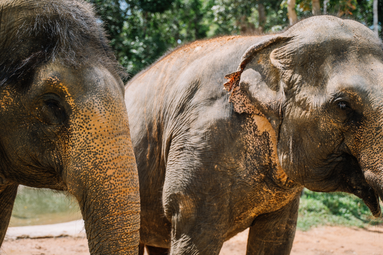 Ayaka: The devoted ‘Hatsik’ with immense strength