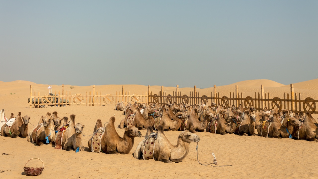 MERS Crowning: Camels Identified as Culprits