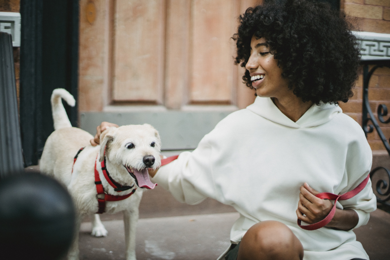 Easy Steps to Train Your Dog to Stay Still for Collar and Leash