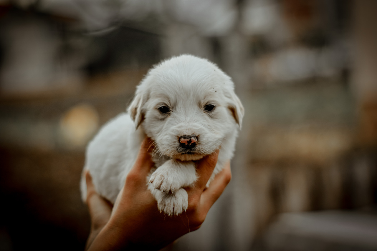 Keeping your hands safe from your teething puppy.