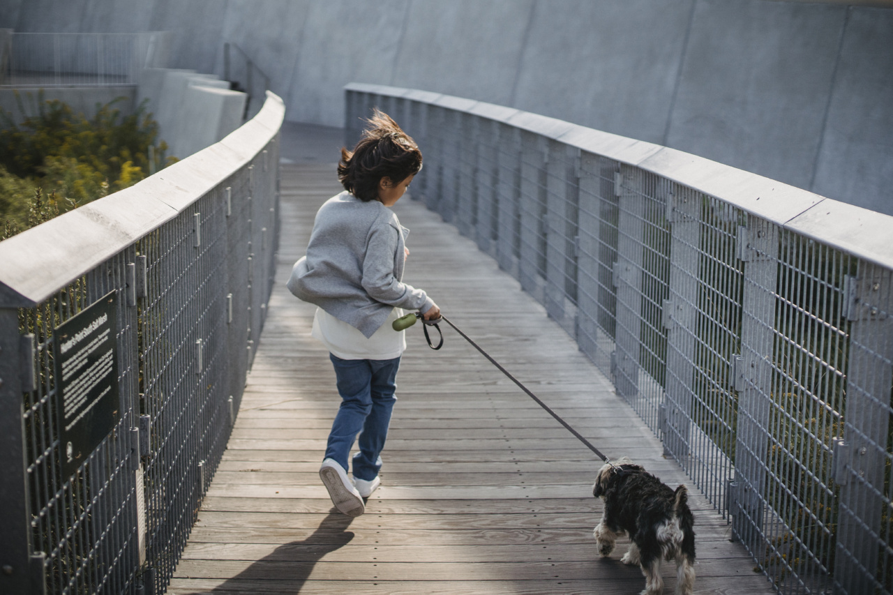 Petit Basset Griffon Vandéen: A Fun and Playful Dog Perfect for Kids