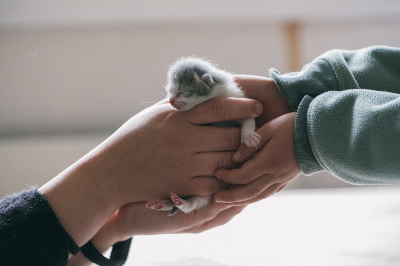 Rescuing orphaned newborn kittens: Tips and tricks