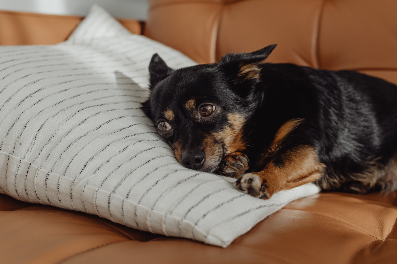 Meet the Parson Russell Terrier: The ultimate family dog