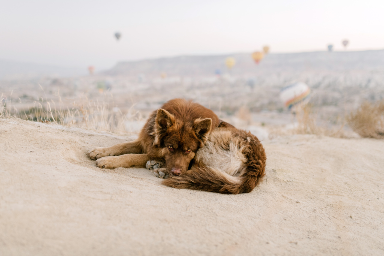 Saving The Stray Dog’s Leg:
