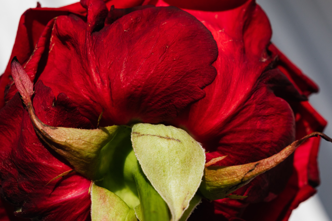 10 Festive Beauty Tips for The Holiday Season