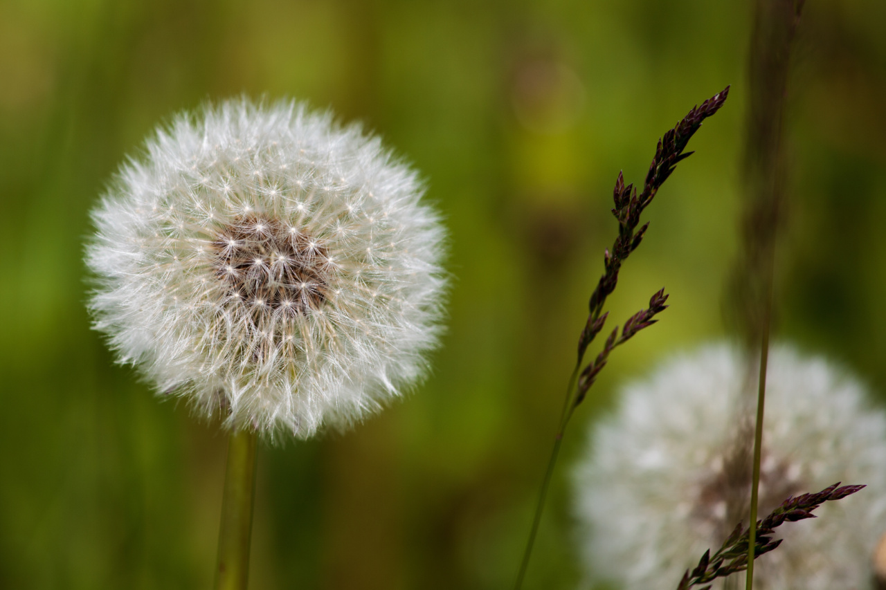 Natural seeds to ease headache and intestinal distress