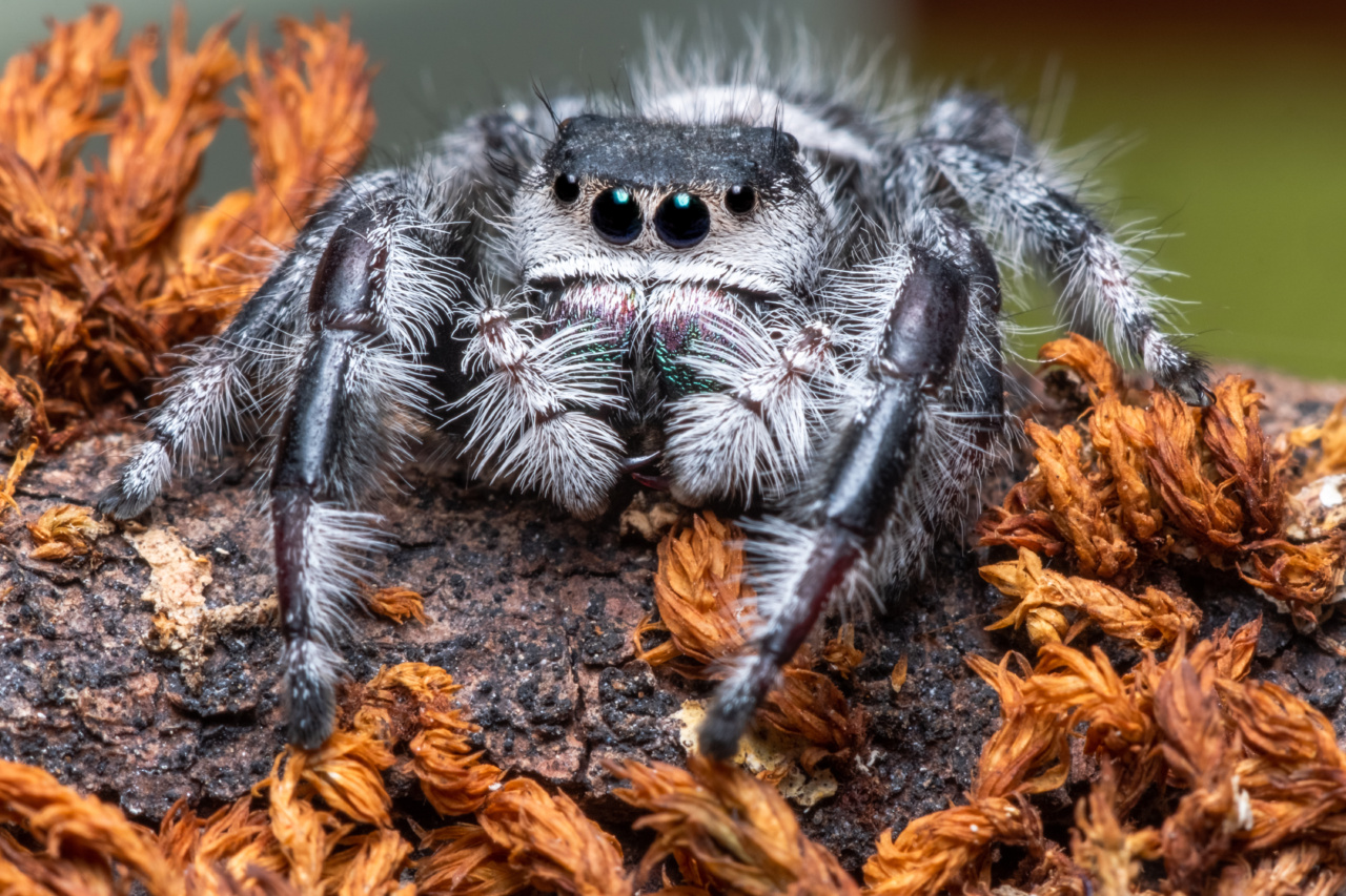 Saliva as an antidote to spider venom: myth or truth
