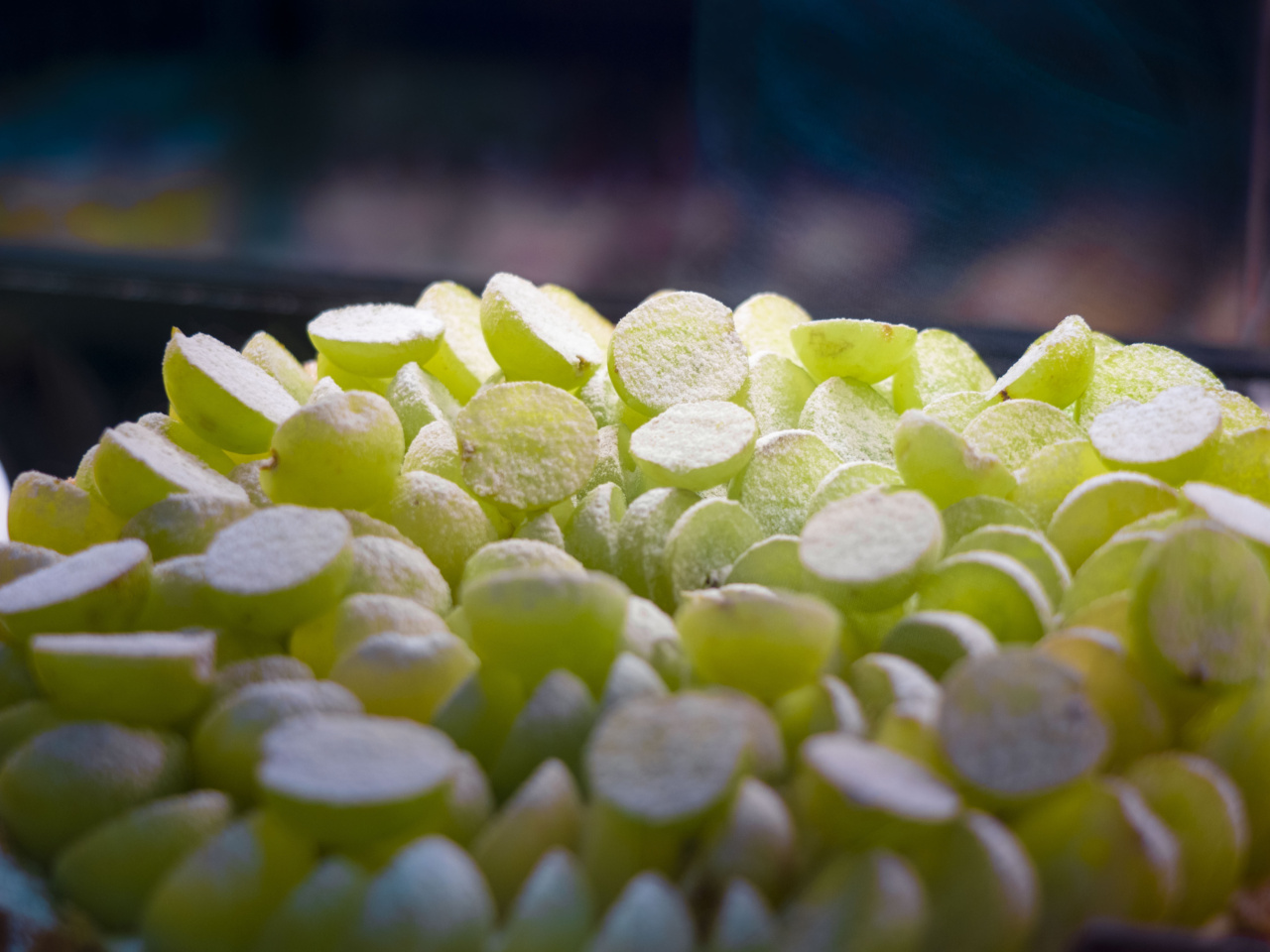 Sugar: Sweet Poison