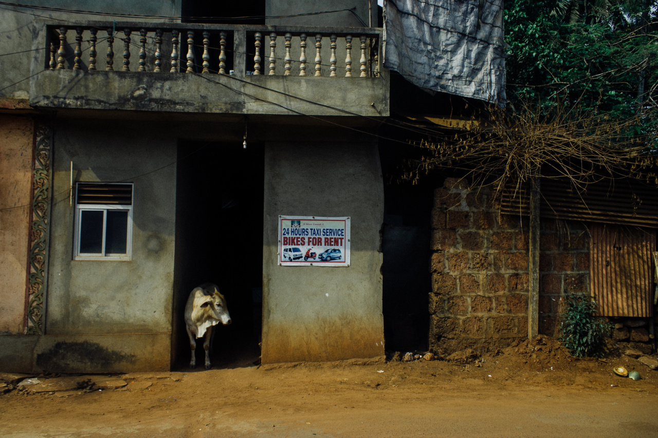 Stop the madness: Say no to animal neglect