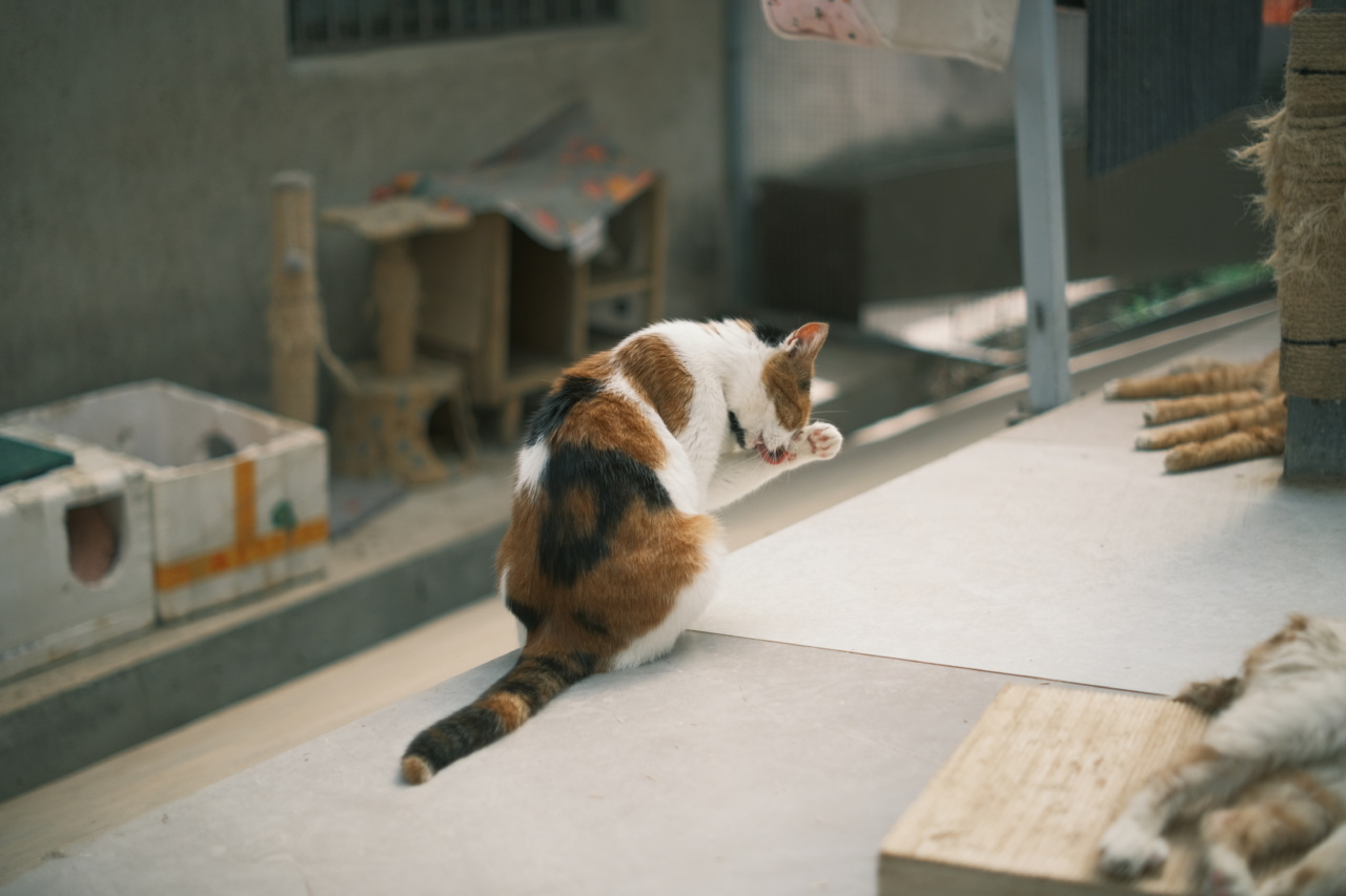 Paw pain in pets: common causes and treatments