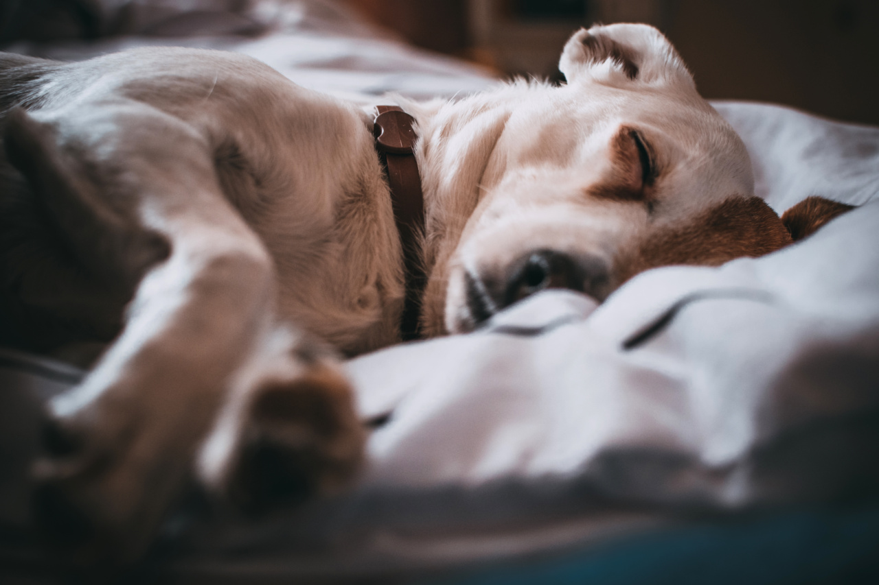Collars and Samaraki: Which is best for your dog?