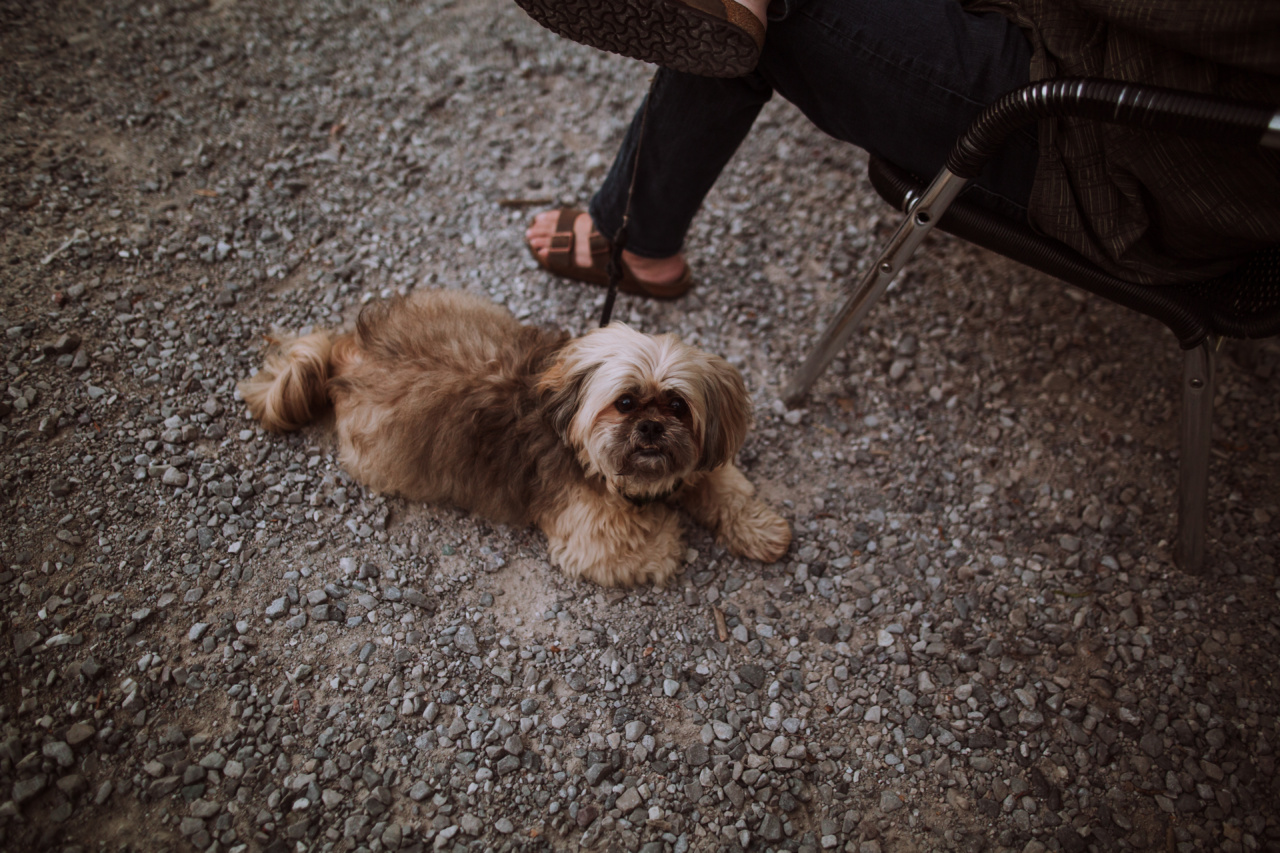 From Hairy Bolus to Adorable Canine: The Ultimate Change