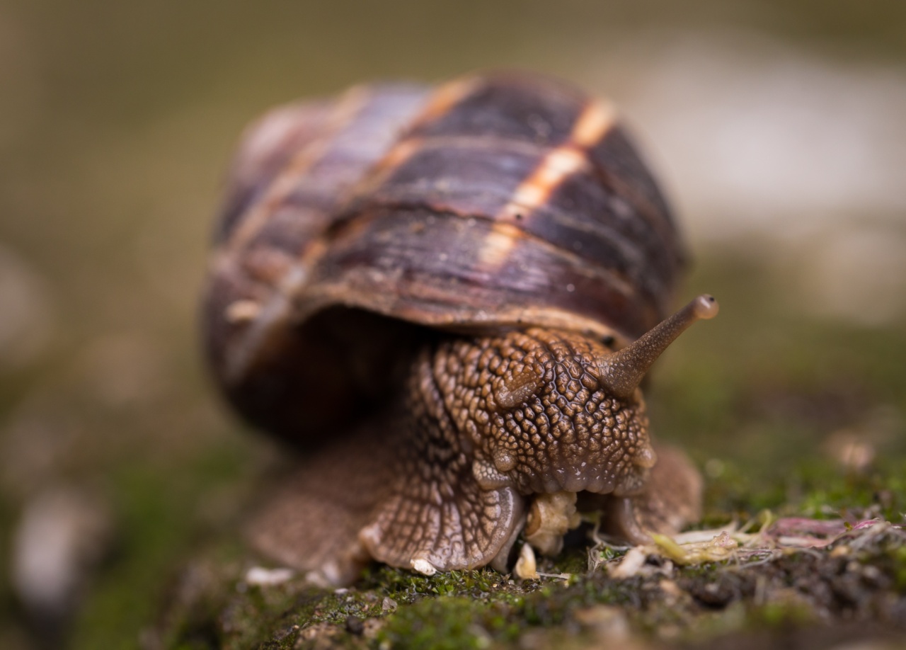 The anti-aging benefits of snail slime