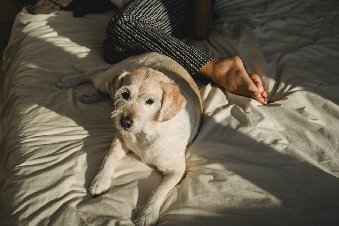 Helping Your Dog Sleep Peacefully
