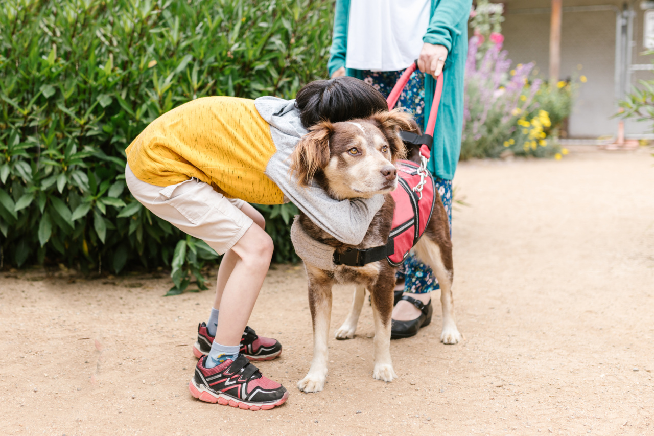 The Ultimate Guide to Choosing Delicacies for Your Pet