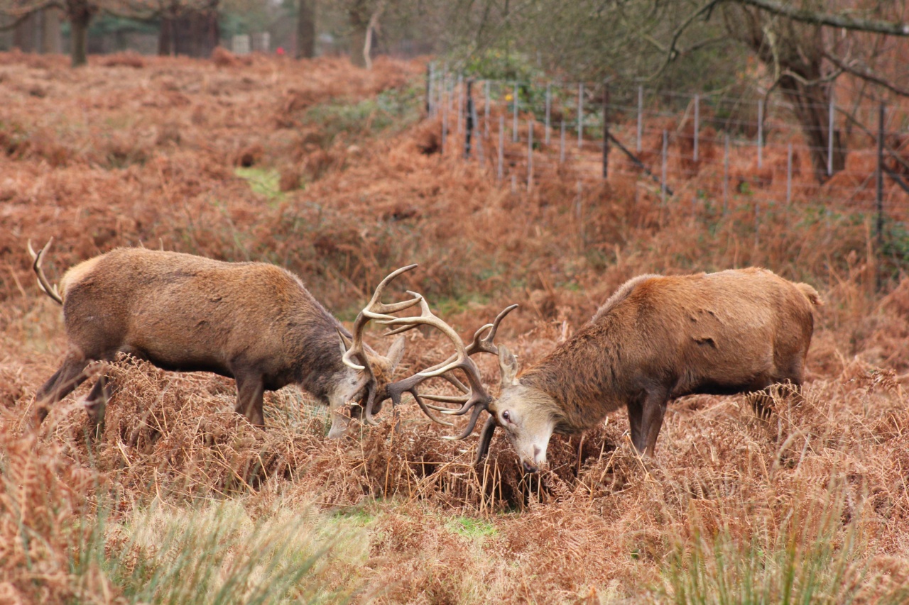 The Dominant Skeleton of the Deer Ruler