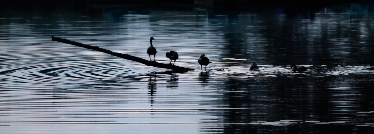 The Surprising Benefits of Being an Early Bird