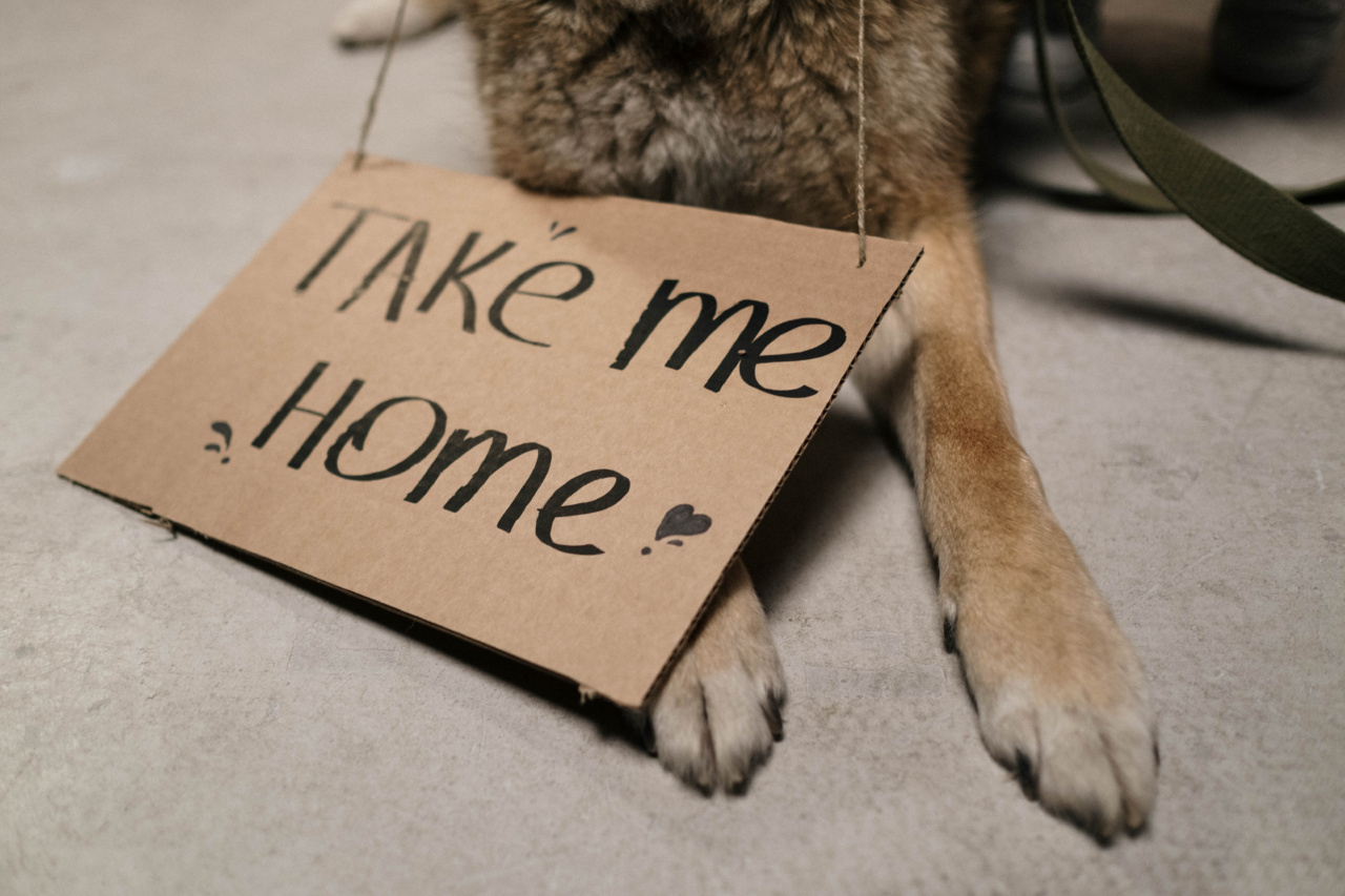 Four-Legged Friends: Making Dog and Cat Co-habitation Work