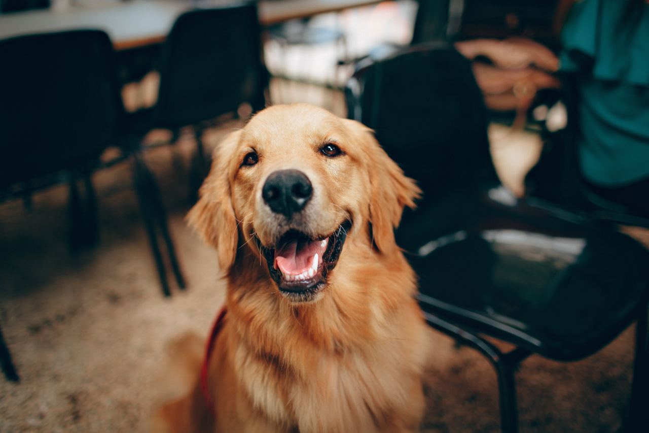 The Ultimate Guide to a Happy Canine