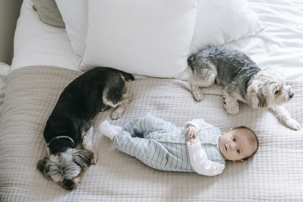 Why does my dog prefer the couch over his bed?