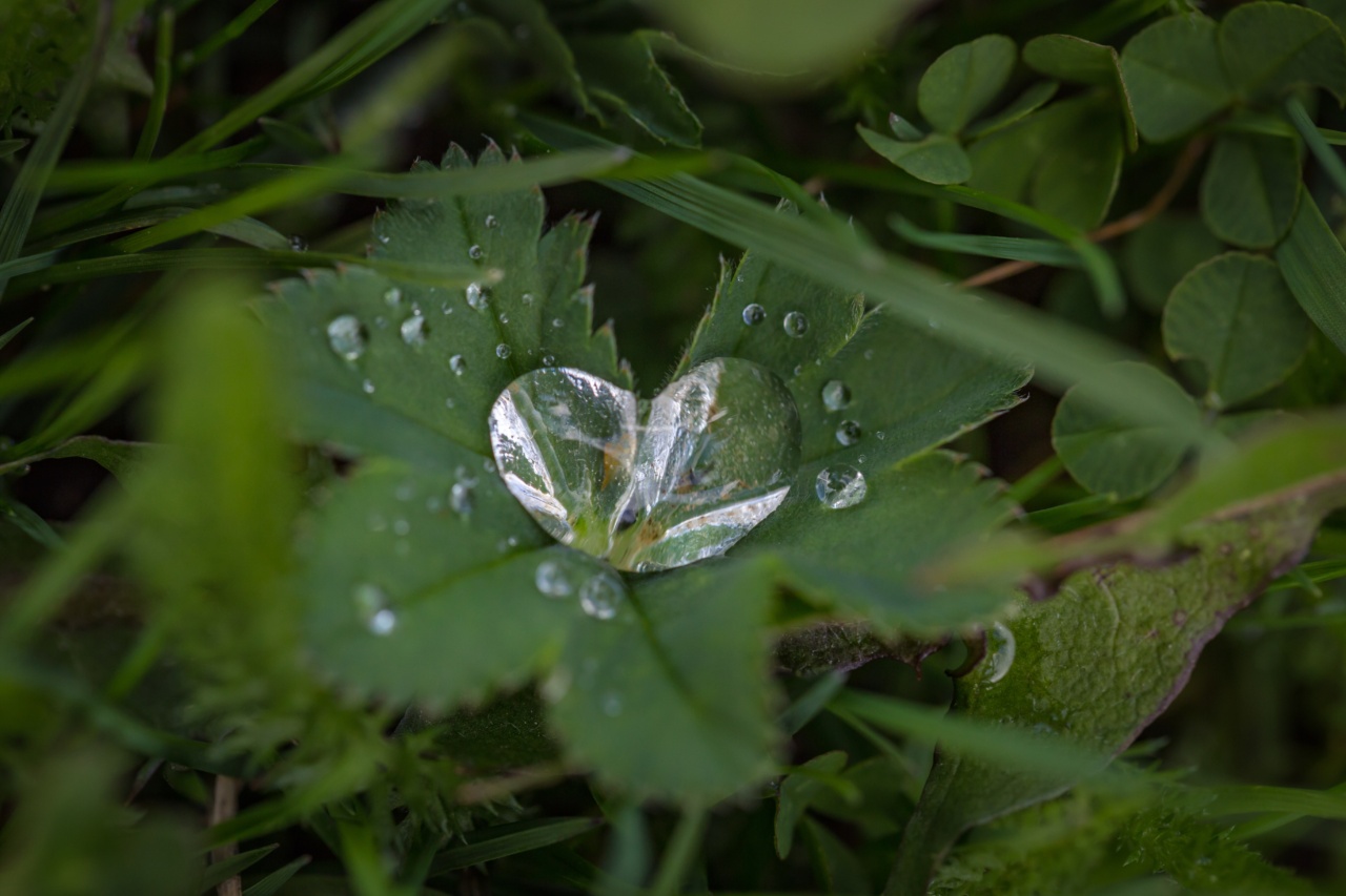 Hidden Truth: Growth in the Heart