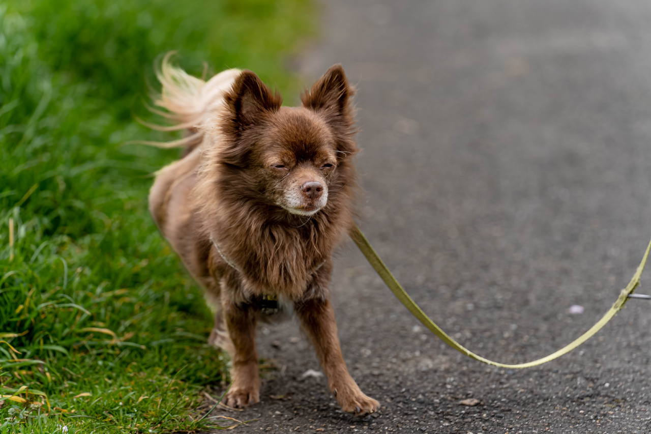 Leash law violators to be fined 300 euros for dog-riding
