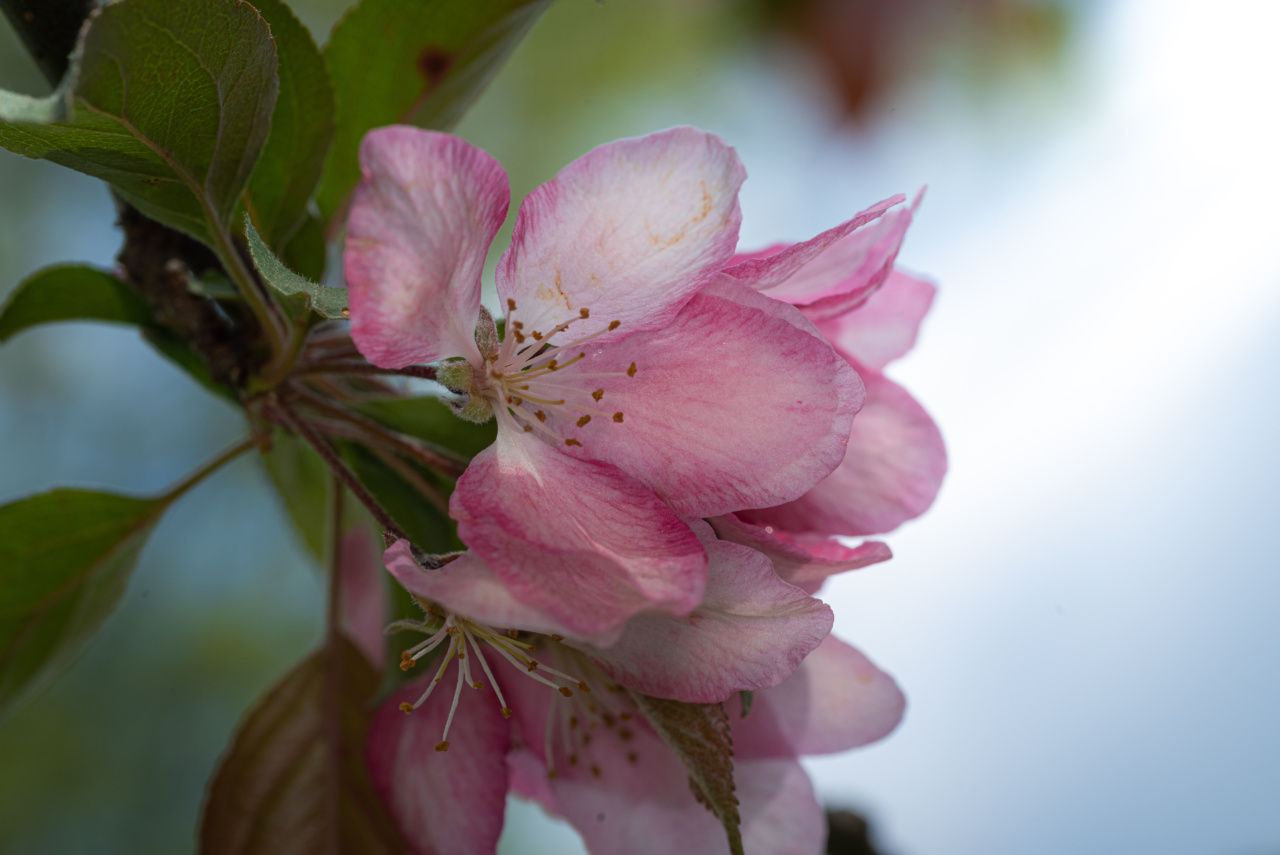 The Digestive Benefits of Apple Cider