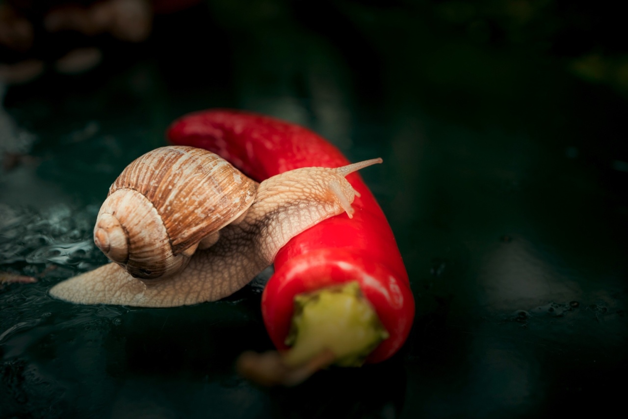 The Miracle Vegetable That Slows Alzheimer’s Progression