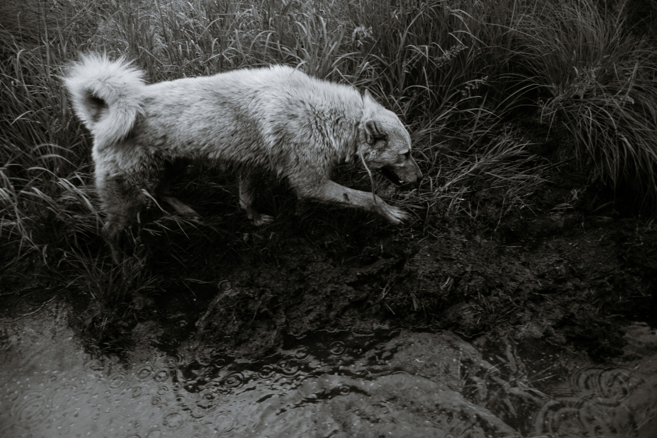 Rain and dogs: How to calm your pup’s fears