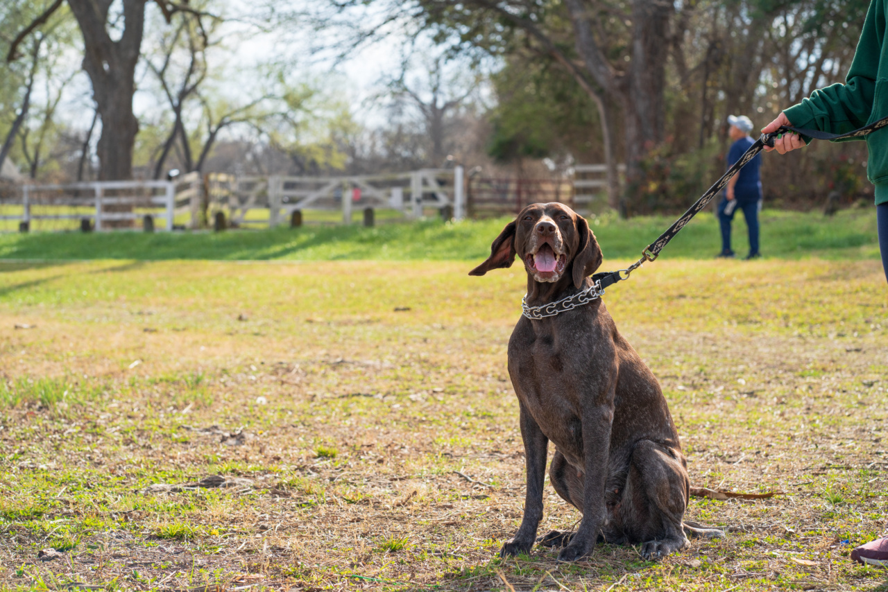 What to Do When Your Leashed Dog Meets Another Leashed Dog