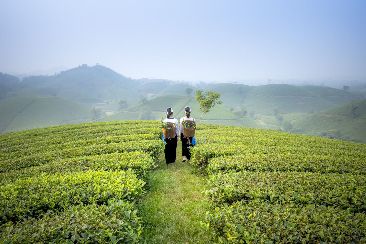 Don’t go back to green tea if you’ve discovered oolong