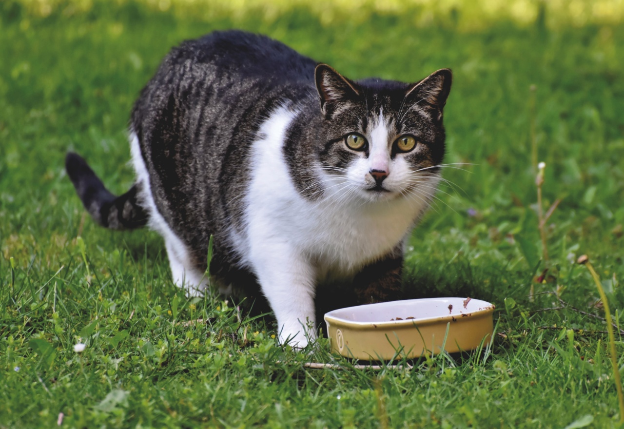 Cat grass eating: common questions and concerns