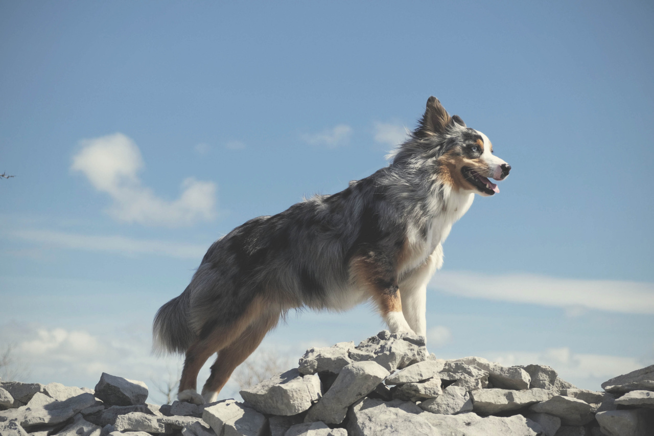 The dangers of a dog eating plastic and stones