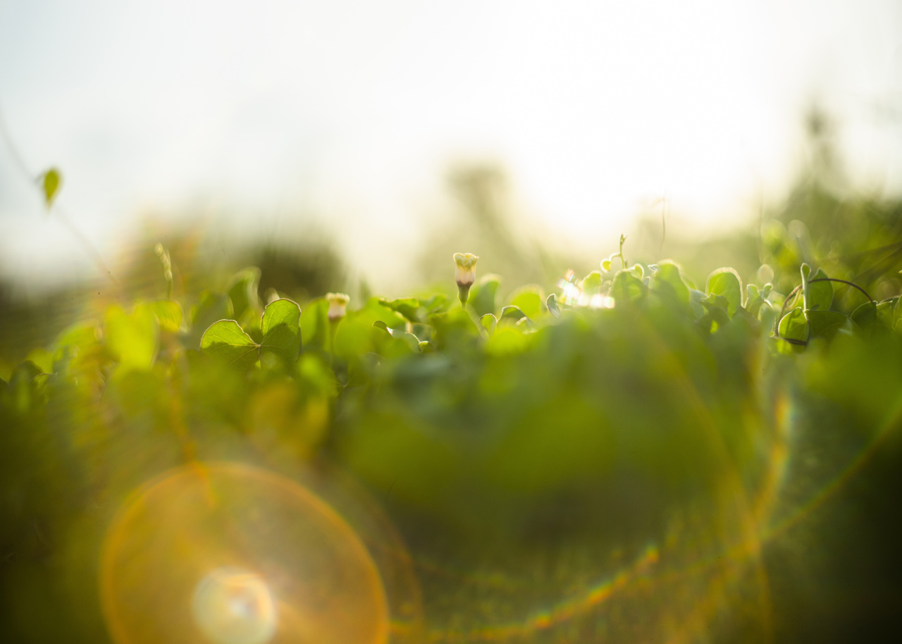 Effective treatments for slowing myopia growth