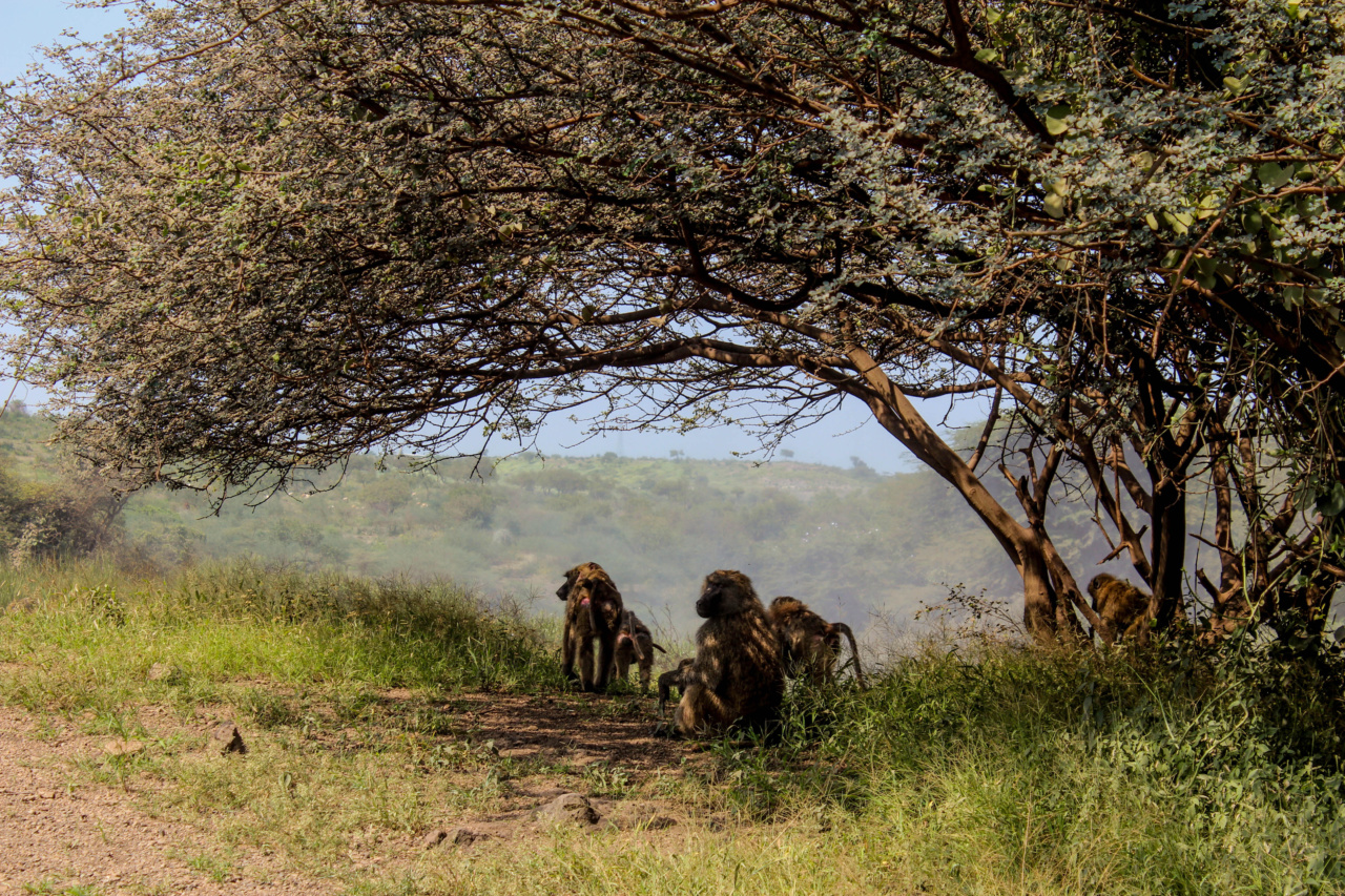 More cases of Plain of Monkeys discovered in our nation